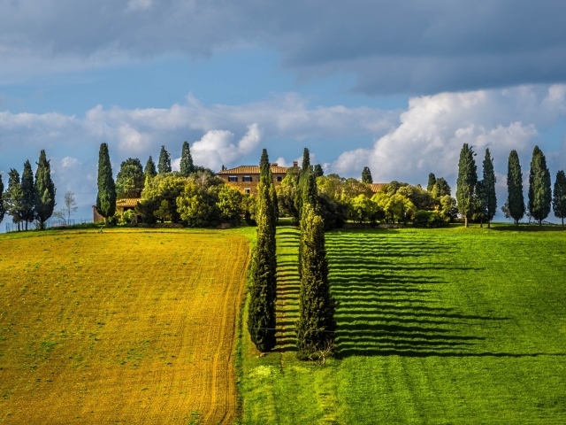 Ряды тополей между полями