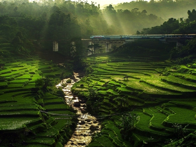 Поезд проезжает над полями террасами