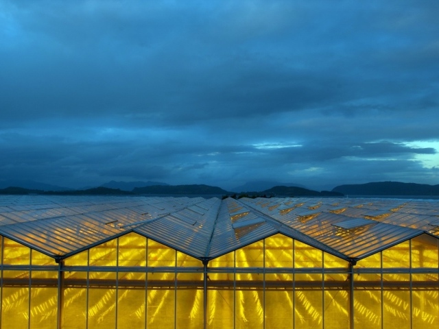 Желтый свет в стеклянных теплицах