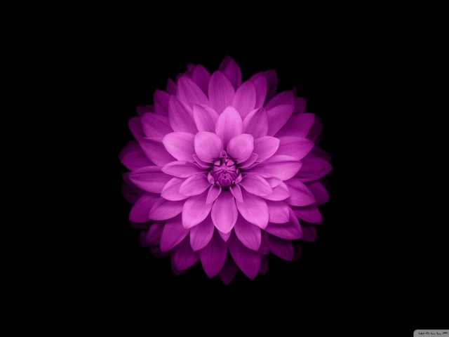 Распустившийся сиреневый цветок на черном фоне