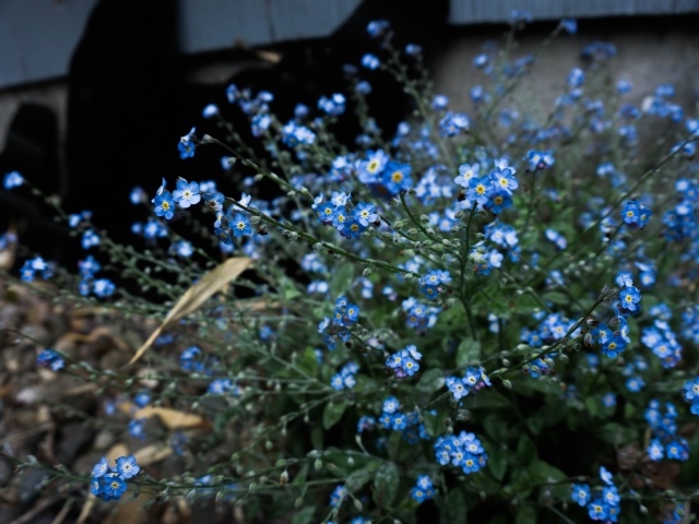 Голубые цветы растения незабудка