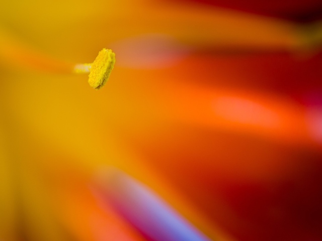 Желтый пестик яркого цветка