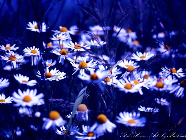 Ромашки в синем свете