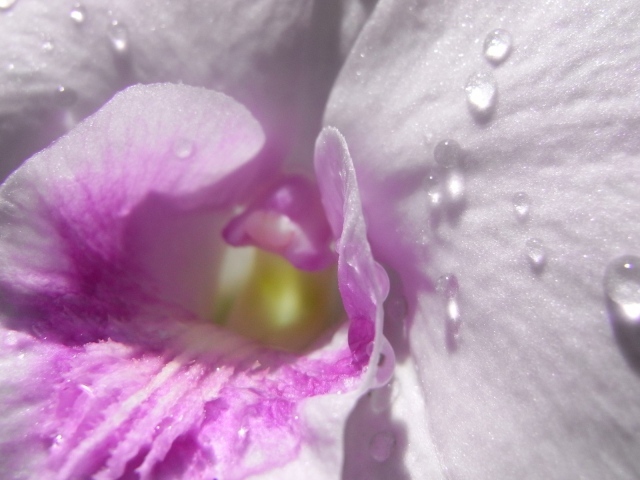 Капли влаги внутри нежно розового цветка