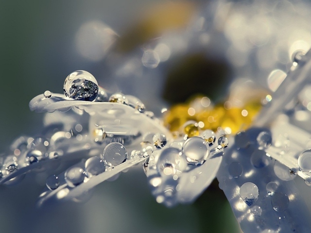 Капли воды на полу прозрачных лепестках цветка