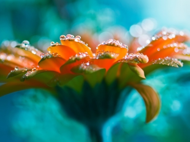 Капли на лепестках оранжевого цветка