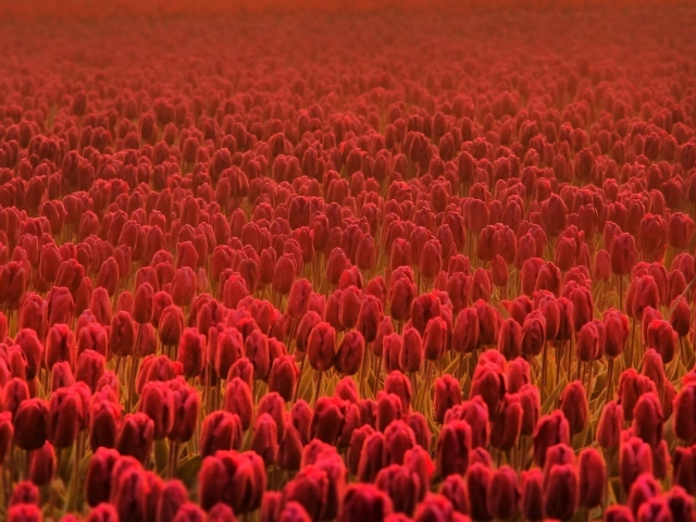 Поле красных тюльпанов в дымке