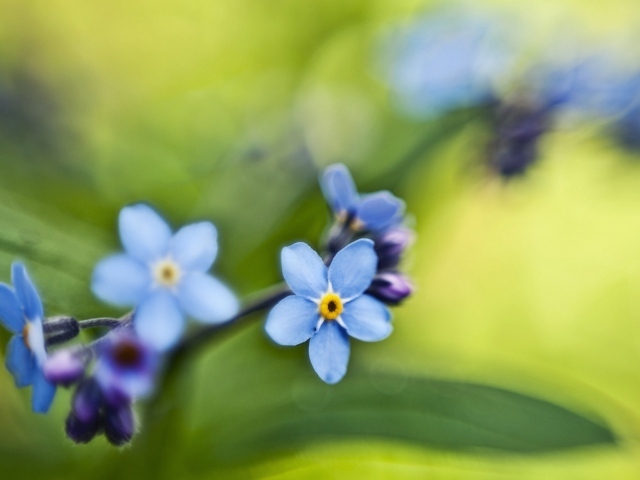 Незабудки на зеленом листе