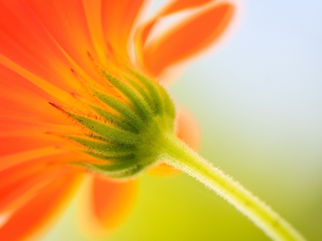 Бутон оранжевого цветка