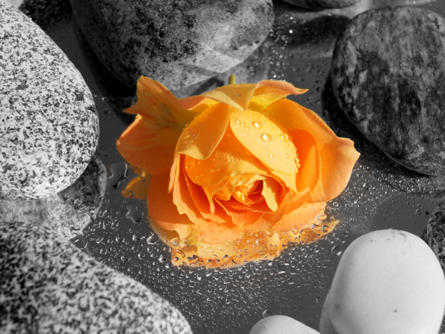 Оранжевая роза среди камней в воде