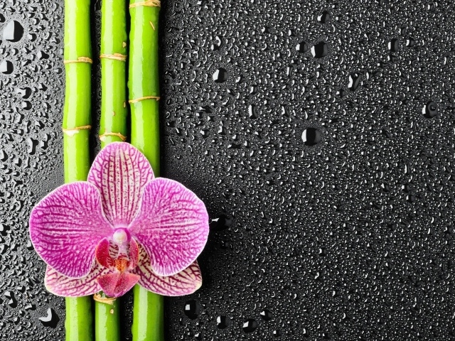 Орхидея на бамбуковых палочках