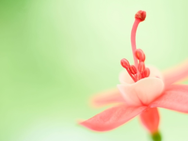 Тычинка розового цветка