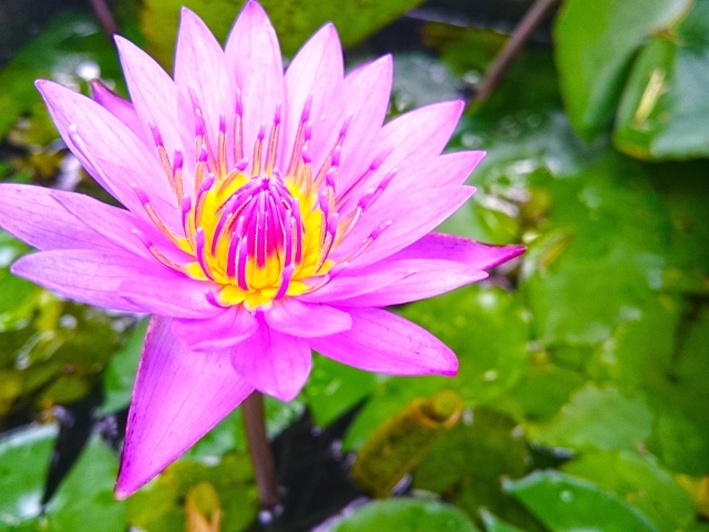 Розовый лотос на Шри-Ланке