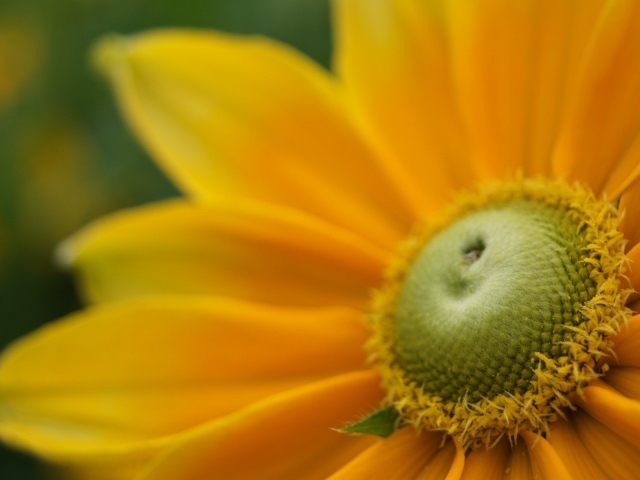 Пыльца внутри желтого цветка