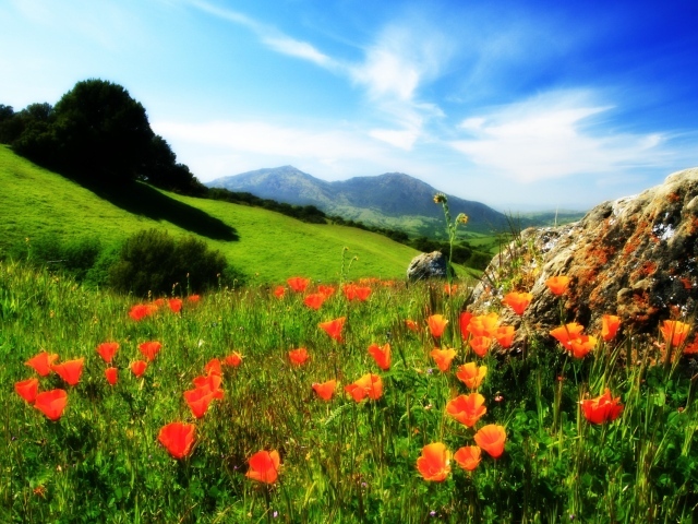 Маки у камня в горах