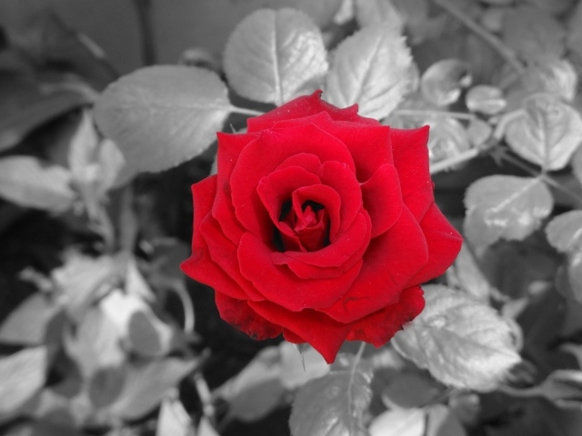 Красная роза на фоне серых листьев