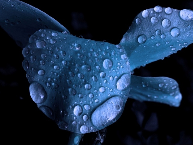 Мокрый голубой цветок