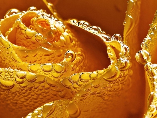 Мокрая желтая роза