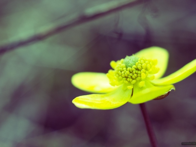 Желто зеленый цветок на сером фоне