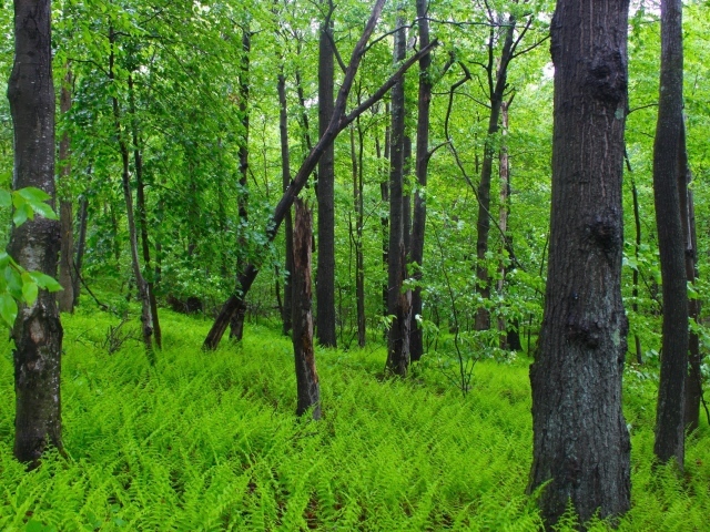 Заросли папоротника в лесу
