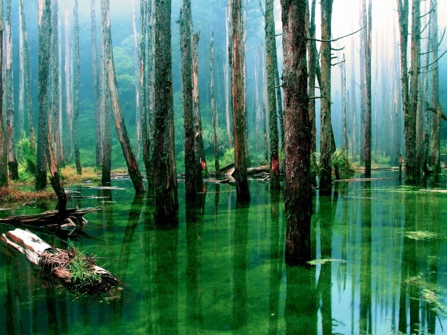 Лес подтоплен зеленой водой