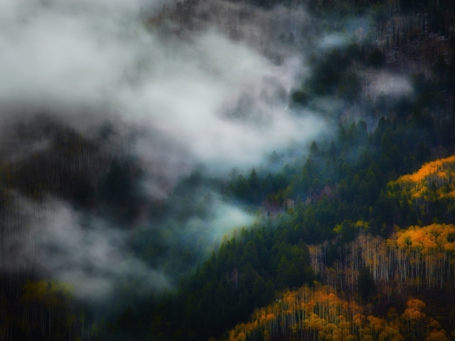 Утренний туман между деревьями горного леса