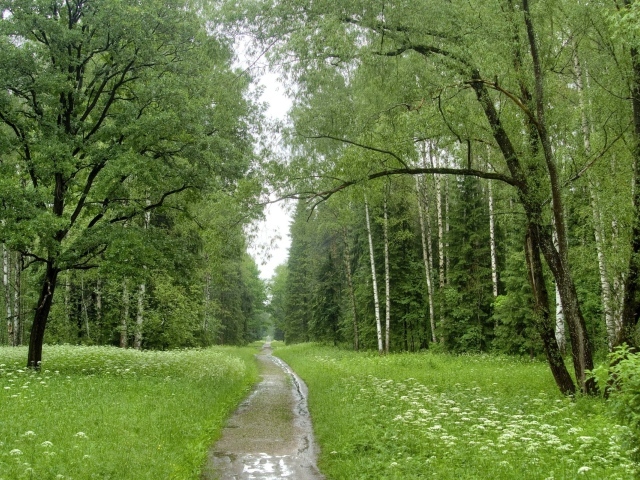 Ручей в березовом лесу