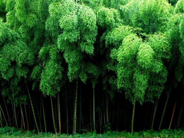 Густой бамбуковый лес