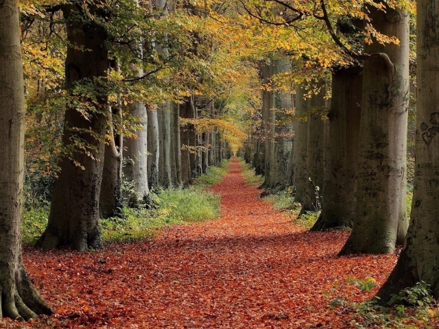 Дорожка в лесу укрыта коричневыми листьями