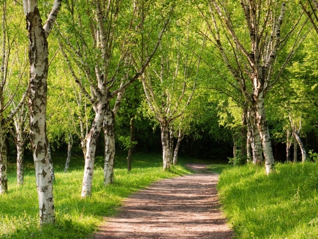 Тропа вглубь березовой рощи