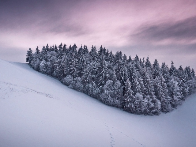 Роща из сосновых деревьев в горах