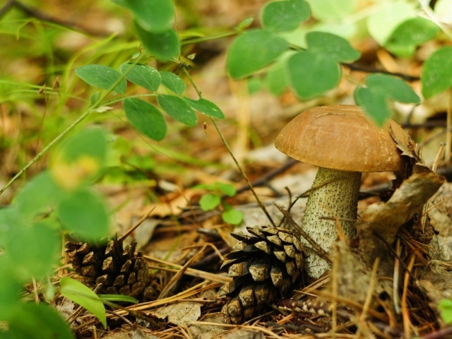 Шишки лежат рядом с грибами