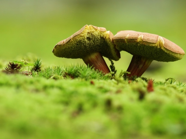 Два зеленых гриба на траве