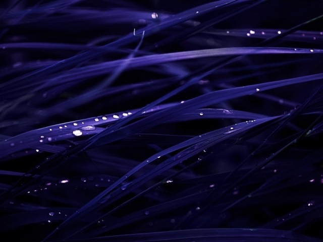 Роса на темно синей траве