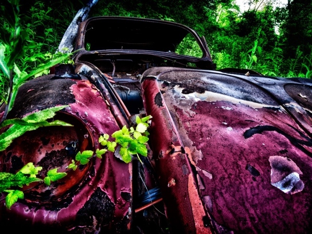 Остатки розового автомобиля среди зарослей