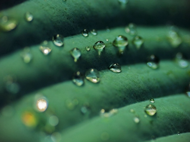 Прозрачные капли на зеленом листике