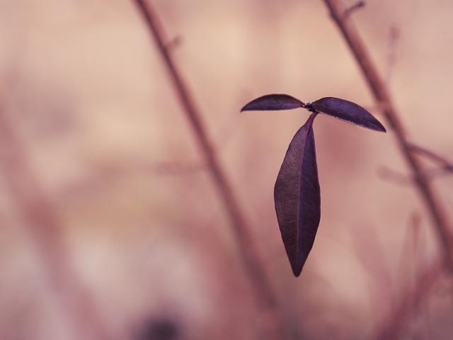 Черные листья на розовом фоне
