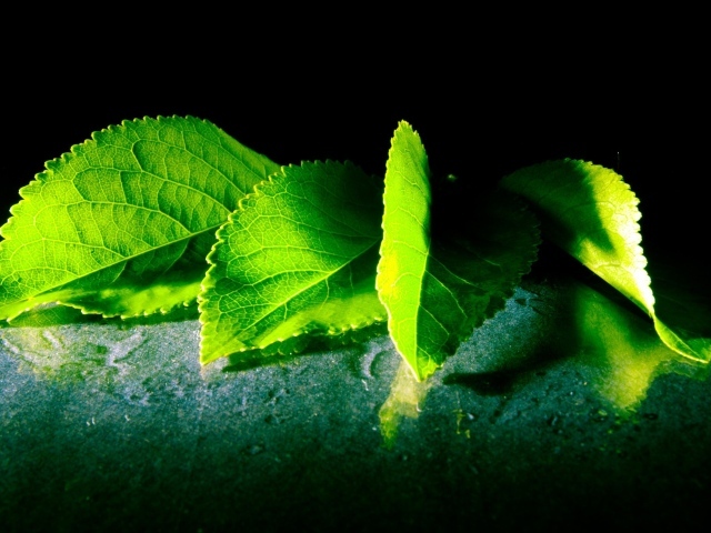 Четыре зеленых листа с дерева