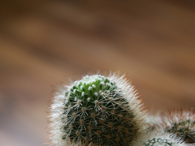 Макро фото бутона кактуса