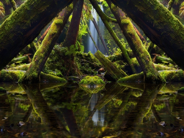 Поросшие мхом деревья стоят аркой над водой