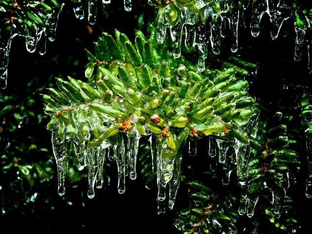 Мох под каплями дождя