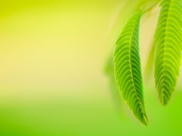 Нежно зеленые листья весной