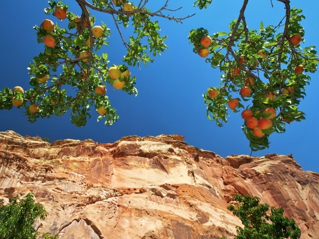 Персики на ветвях на фоне скалы