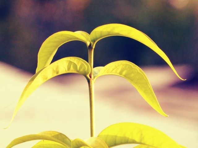 Лепестки растения папайя