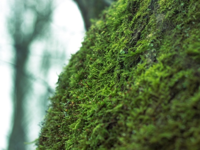 Фото мха крупным планом