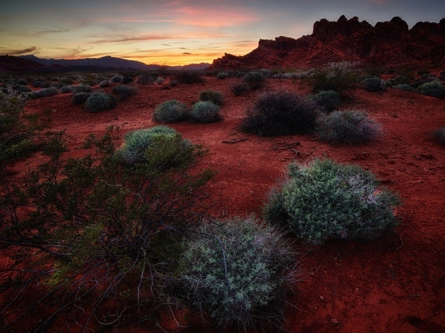 Растения сорняки на красной почве