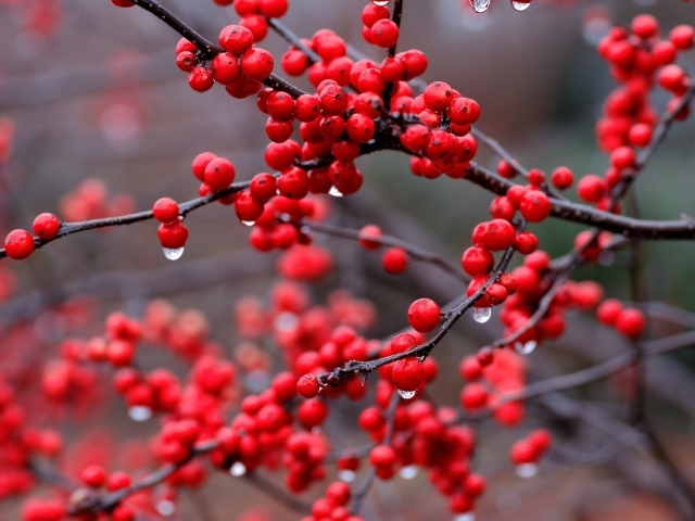Капли дождя на ягодах калины