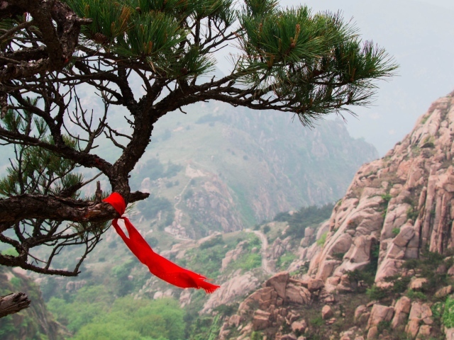 Красная лента на хвойном дереве