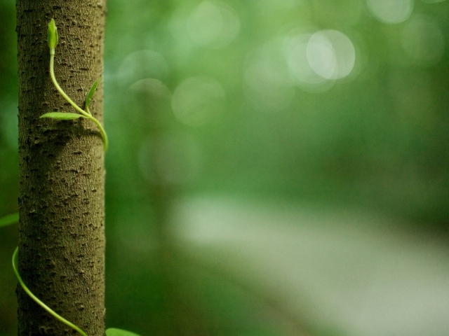Росток обвивает ствол дерева