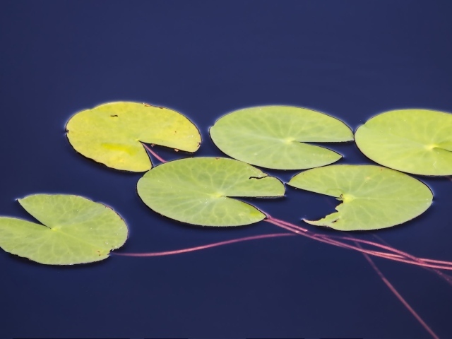 Листья водного растения